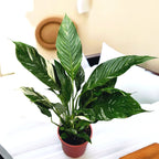 Spathiphyllum 'Diamond Variegata'