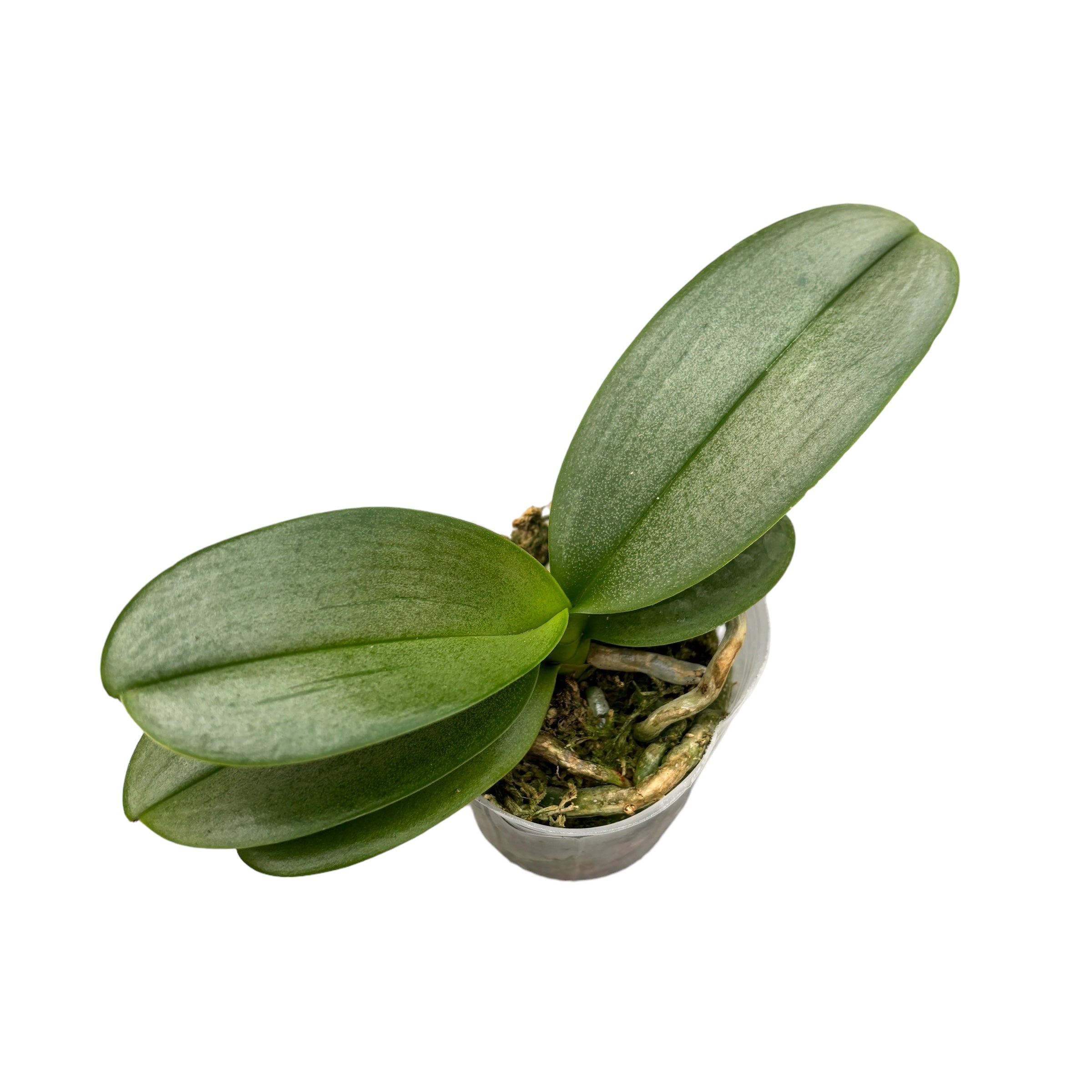 Phalaenopsis Taiwan sans identifiant - feuilles argentées