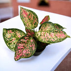 Aglaonema 'Crimson Love'