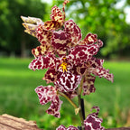Wilsonara Kolibri x Odontoglossum Dr Tom