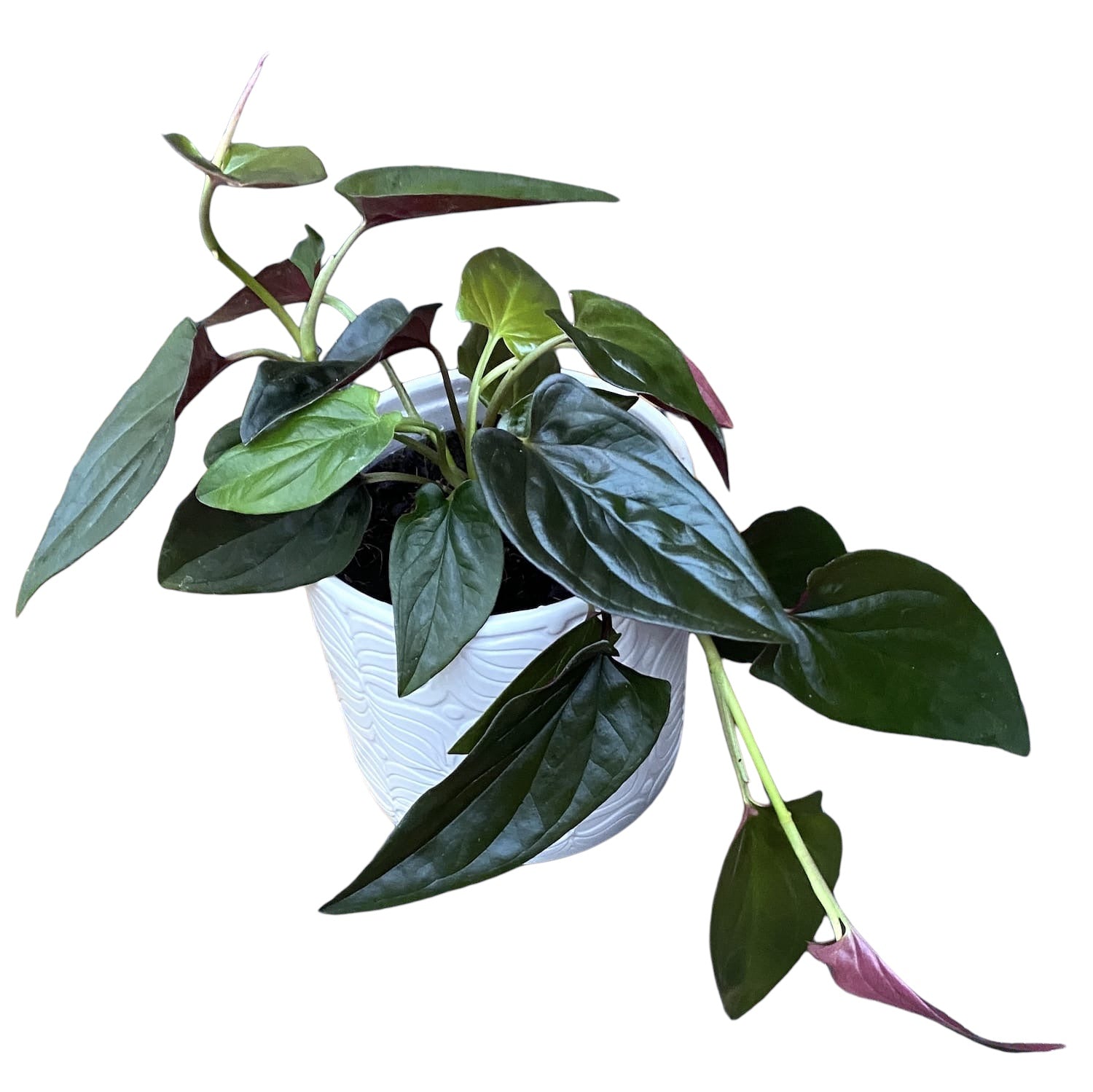 Syngonium erythrophyllum ‘Llano Carti Road' (Red Arrow)