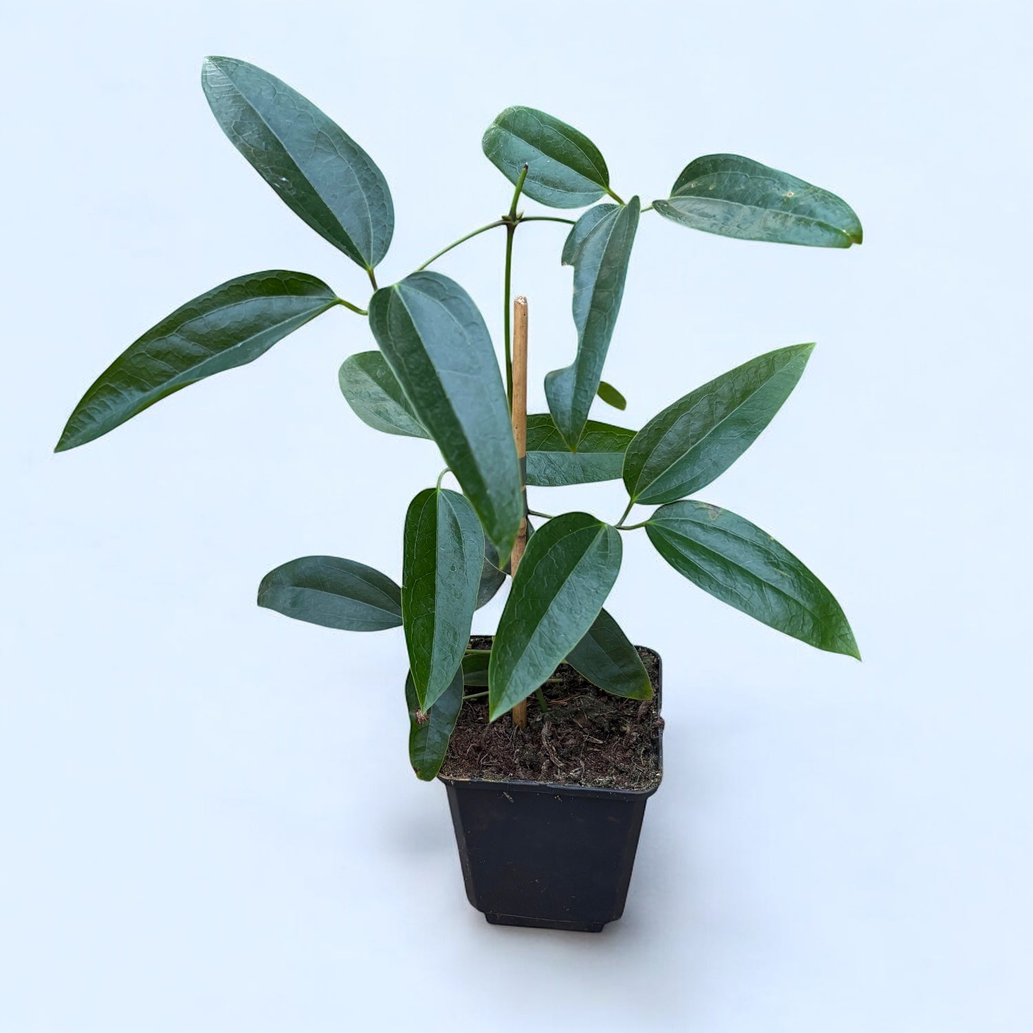 Clematite evergreen, parfumate - Clematis armandii mix