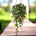 Hoya burtoniae - exemplare dezvoltate