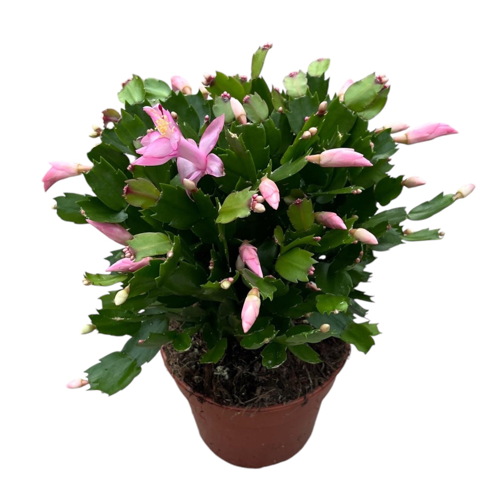 Schlumbergera ‘Pandora’ (Craciunita roz) - exemplare XXL