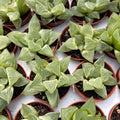 Haworthia retusa „White Ghost“ – weiß panaschierte Haworthia