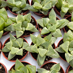 Haworthia retusa cv. 'Limettengrün' - variegata