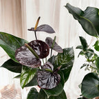 Anthurium Black Paris - spectacular flowers