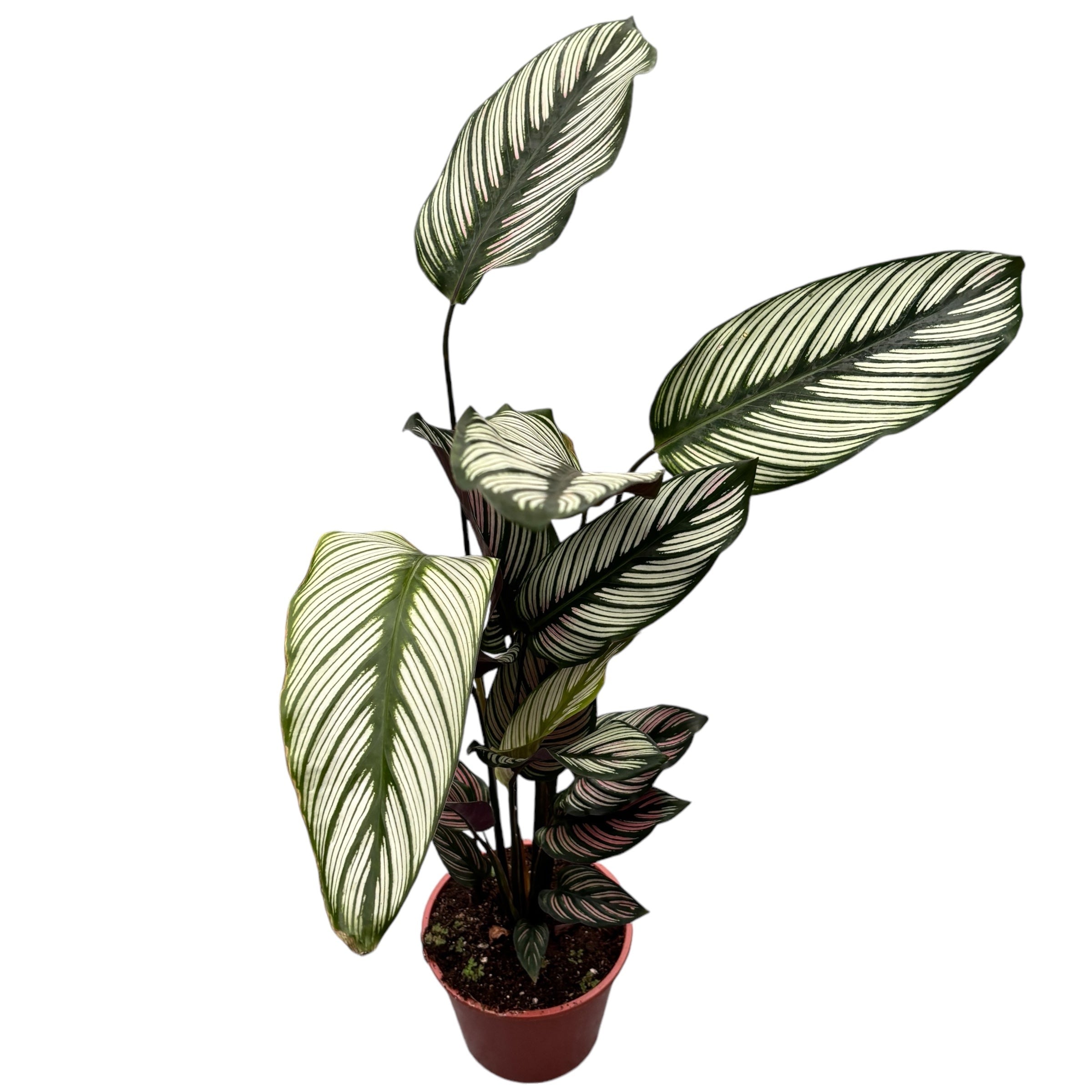 Calathea majestica Whitestar D14