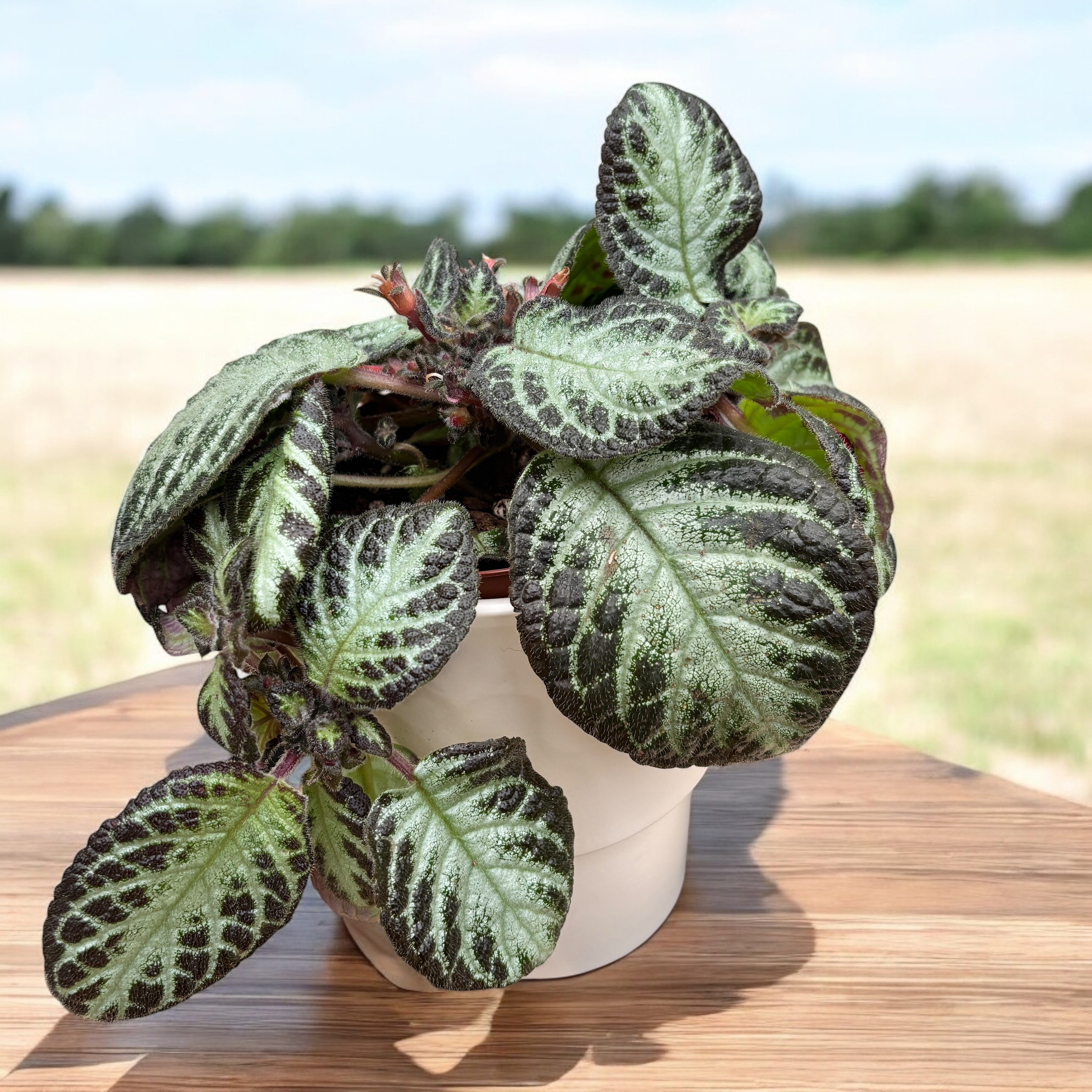 Episcia ‘Silver Shield’