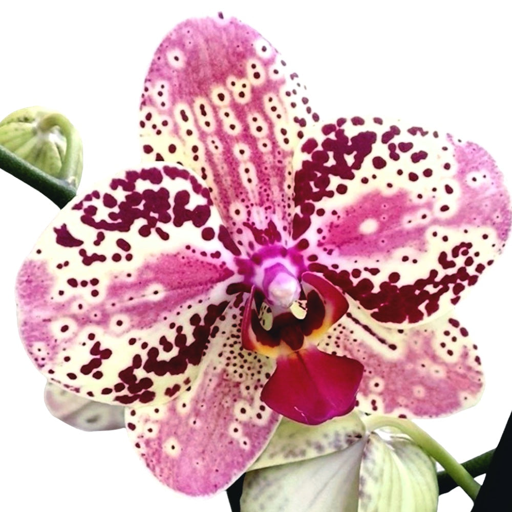 Phalaenopsis Anthura Frontera