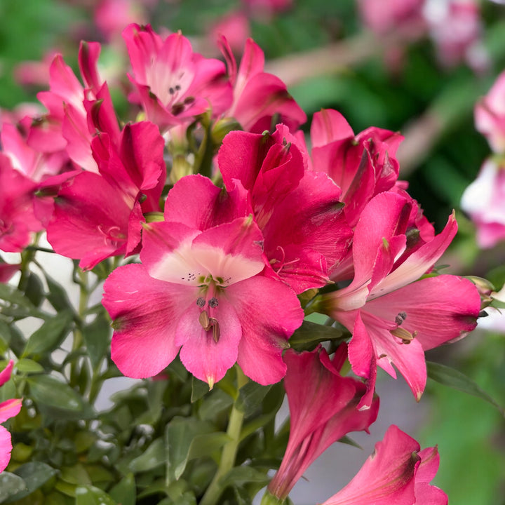 Crin Roz Alstroemeria Inticancha Romance - Crin peruvian compact, cu flori roz