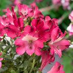 Alstroemeria Inticancha Romance - Crin peruvian compact, cu flori roz spectaculoase