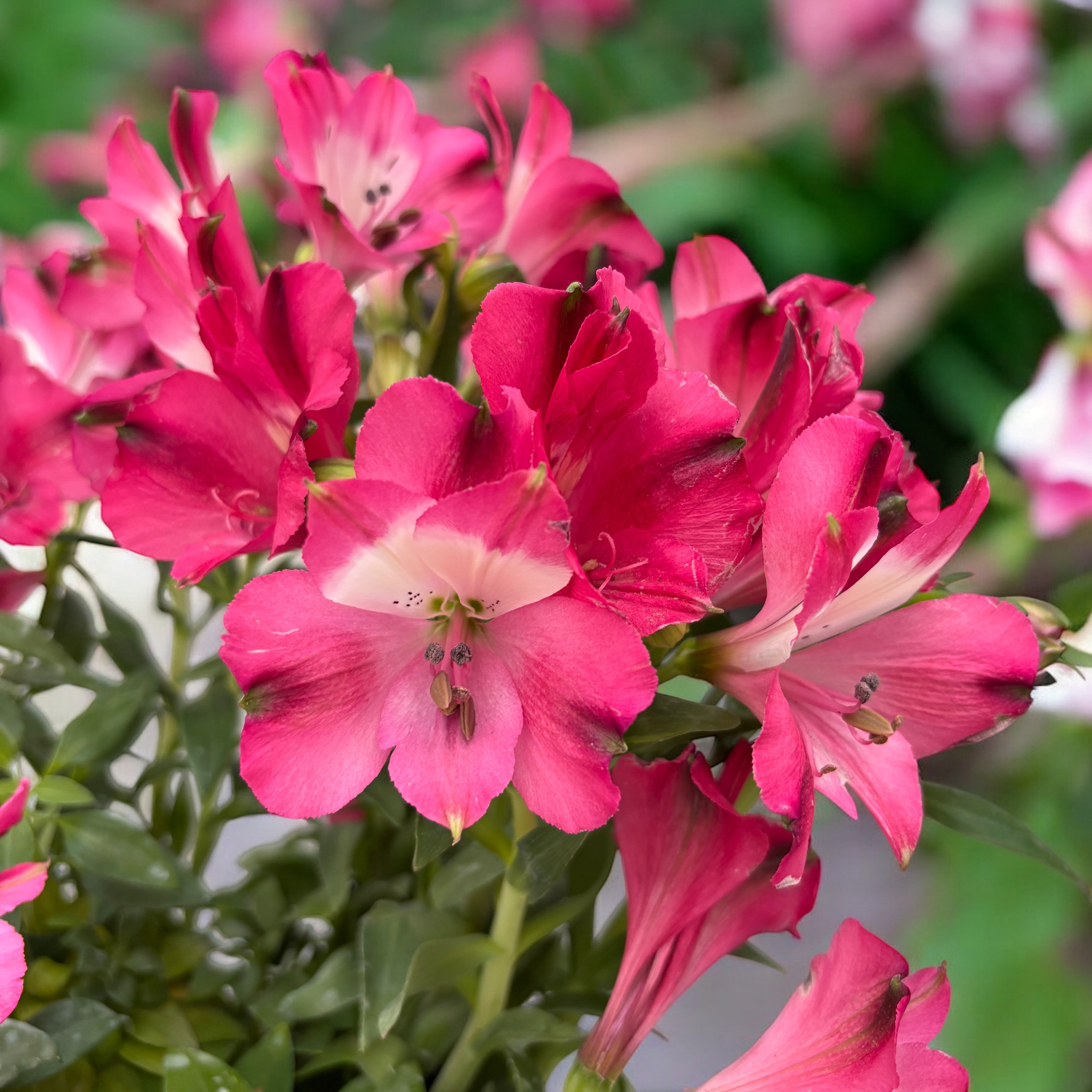 Alstroemeria Inticancha Romance - Crin peruvian compact, cu flori roz spectaculoase