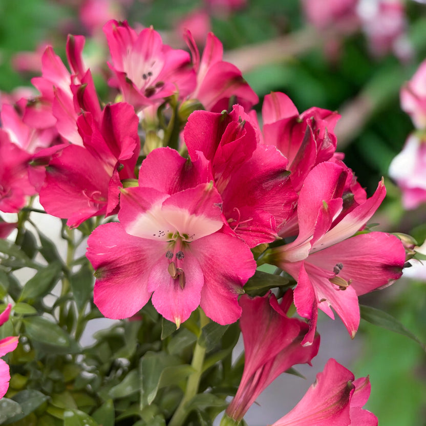 Alstroemeria Inticancha Romance - Crin peruvian compact, cu flori roz ...