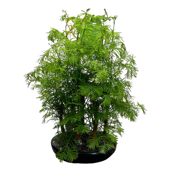 Metasequoia bonsai 3pp