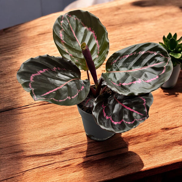 Calathea roseopicta 'Dottie'