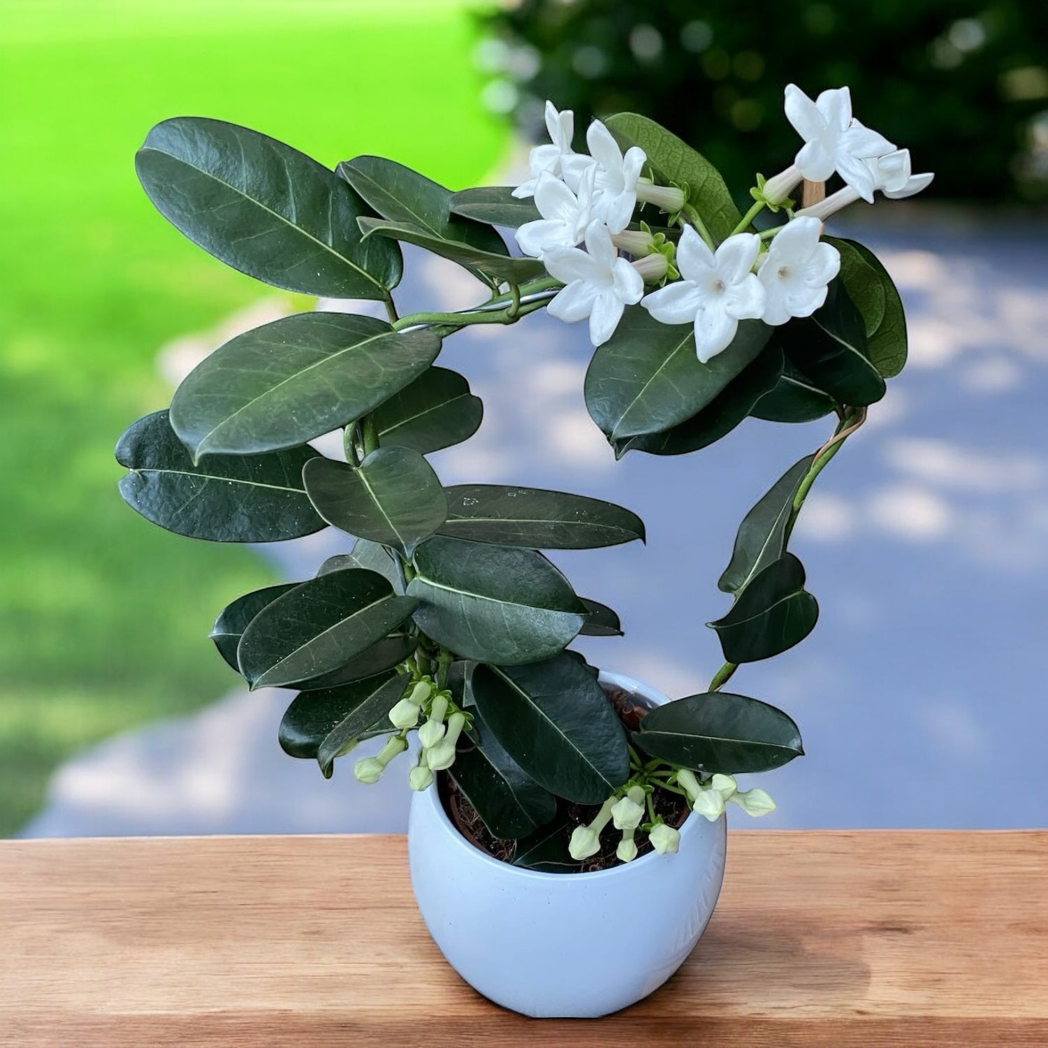 Stephanotis jasminoides (Iasomia de Madagascara, Floarea Fericirii) - flori intens parfumate