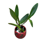 Cattleya Monte Elegante - fragrant