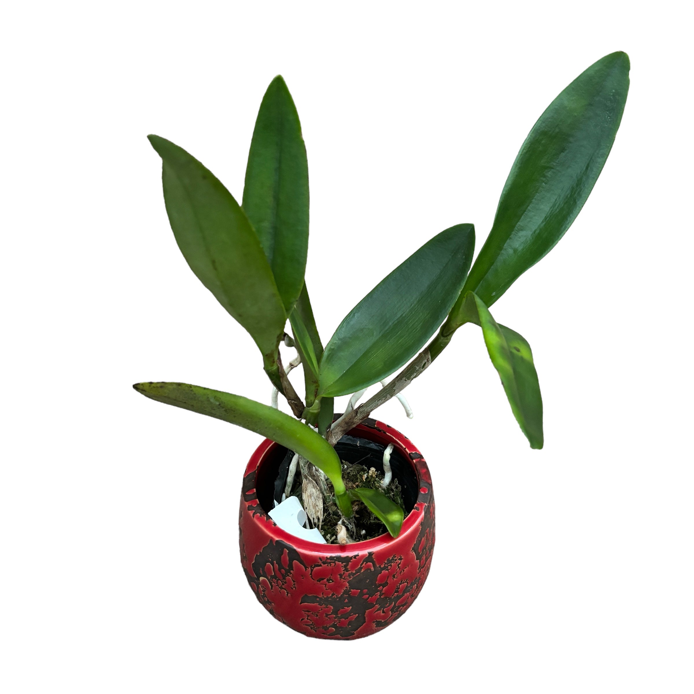 Cattleya Monte Elegante - parfumata