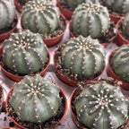 Echinocereus pulchellus - μινιατούρα κάκτου με ροζ άνθη