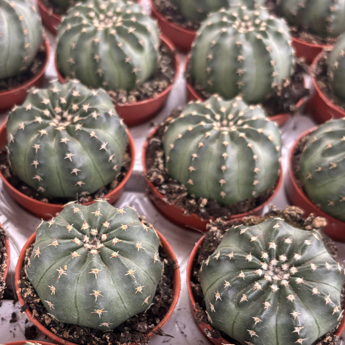 Echinocereus pulchellus - miniature cactus with pink flowers
