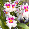 Miltoniopsis Arthur Cobbledick 'Springtime' *voňavá