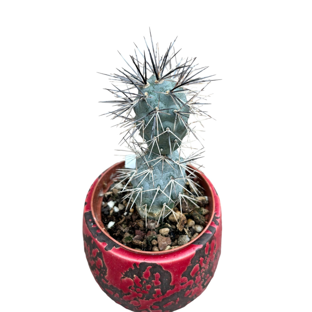 Tephrocactus alexanderi