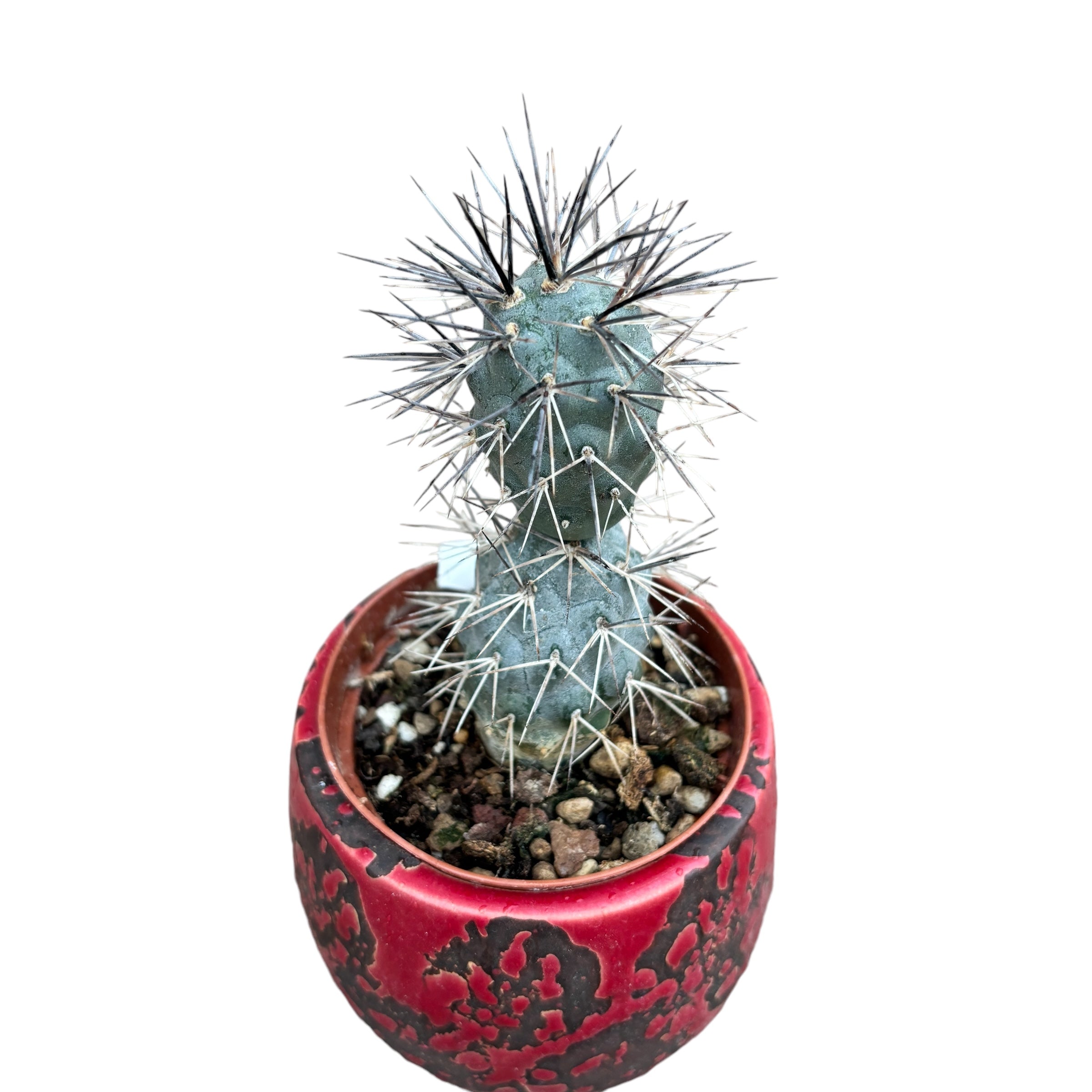 Tephrocactus alexanderi