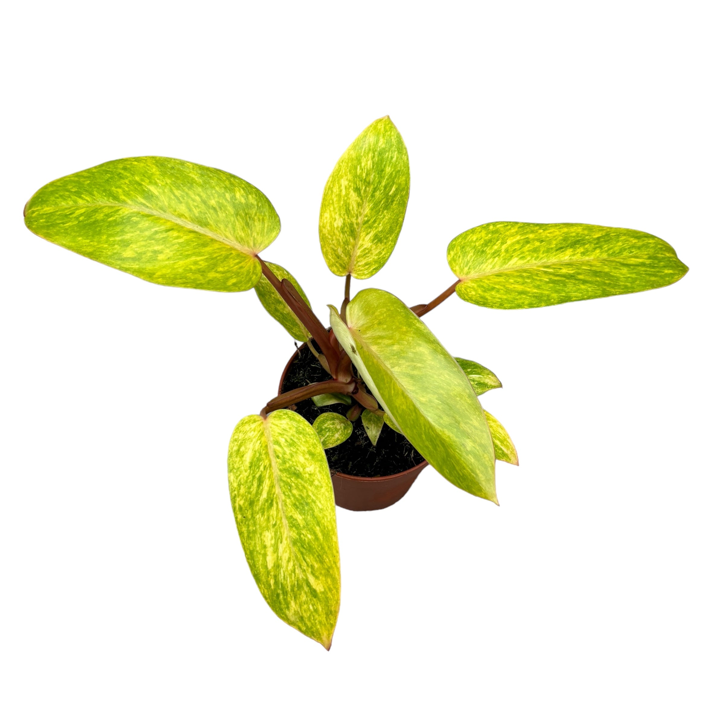 Philodendron 'Painted Lady' D12