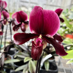 Paphiopedilum maudiae 'Black Jack'
