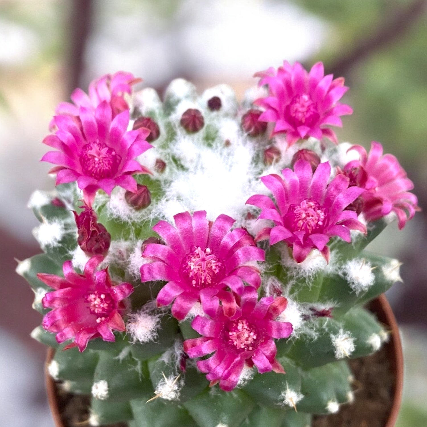 Mammillaria polythele 'Toluca'