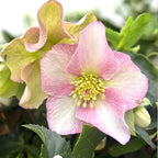 Helleborus Spring Princess (spanz de iarna) - flori XL
