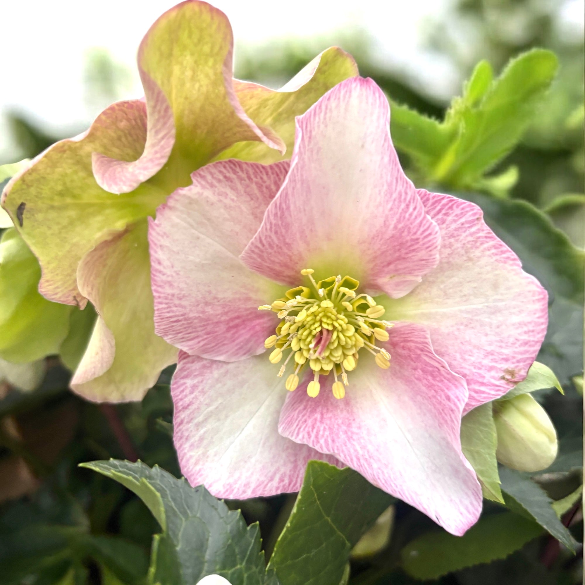 Helleborus Spring Princess (spanz de iarna) - flori XL