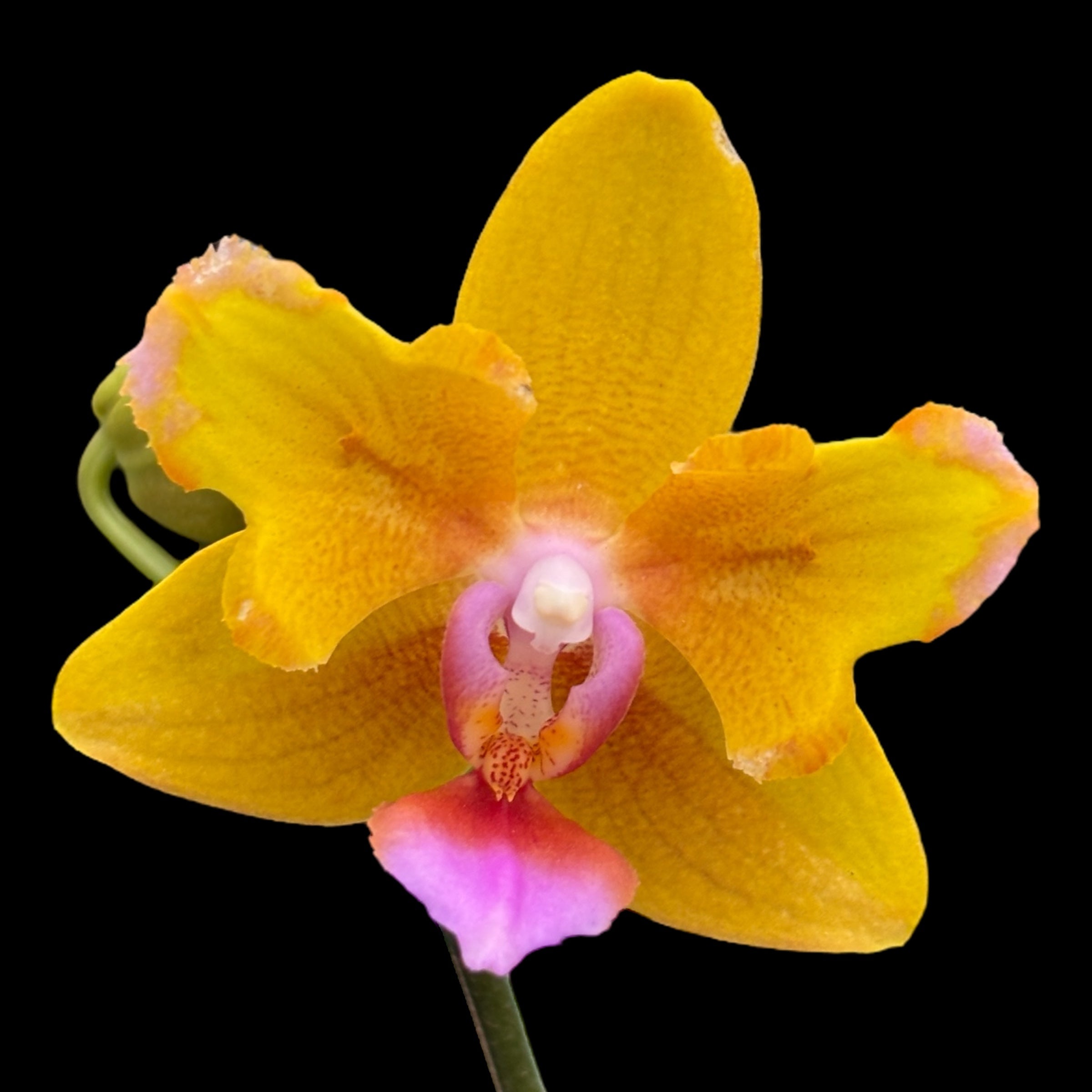 Phalaenopsis Charming Little Gold (peloric)