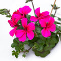 Pelargonium (Peltatum Grp) 'Pink' - muscate speciale