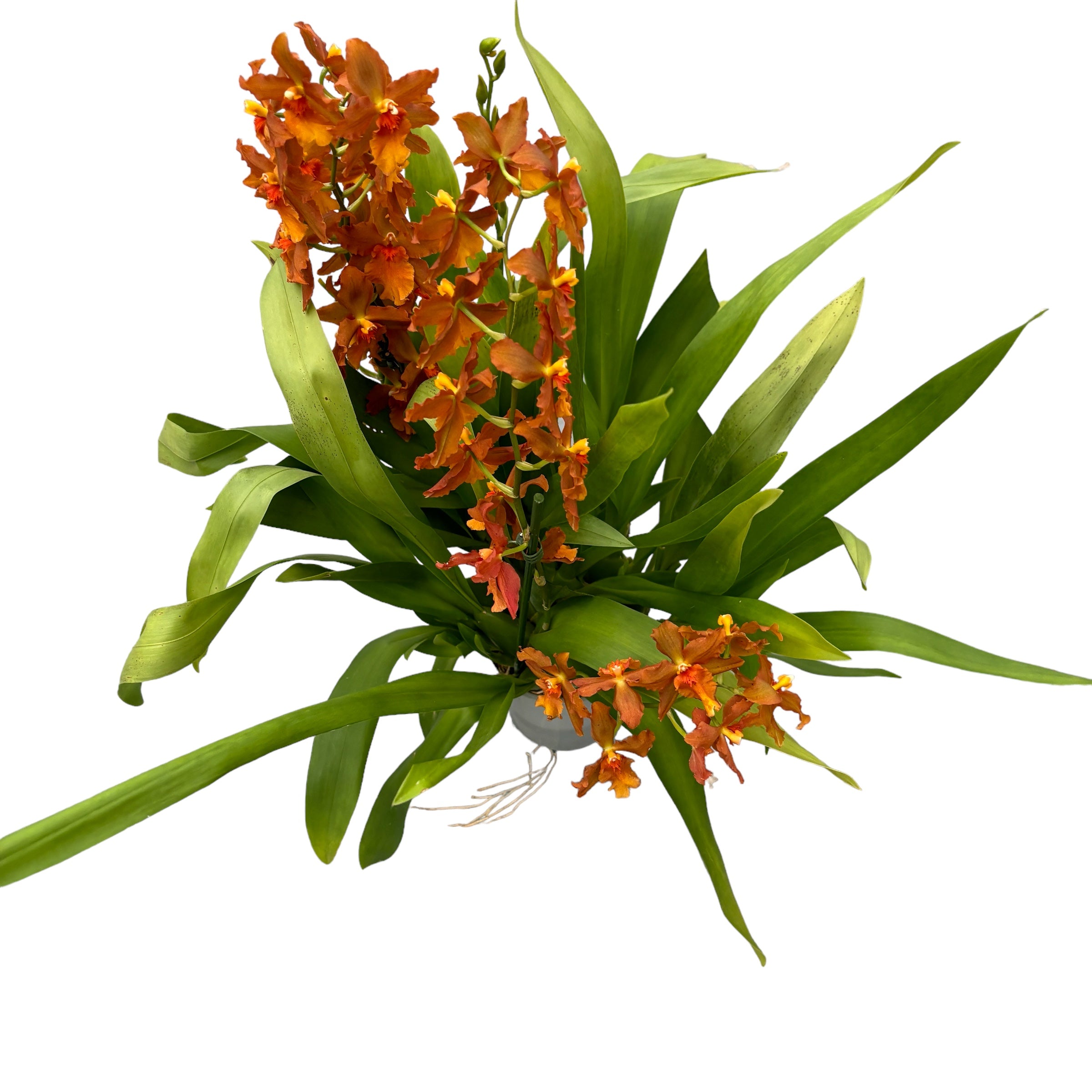 Oncidium Catatante - esemplare XXL