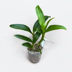 Dendrobium Thai Airwage Blue