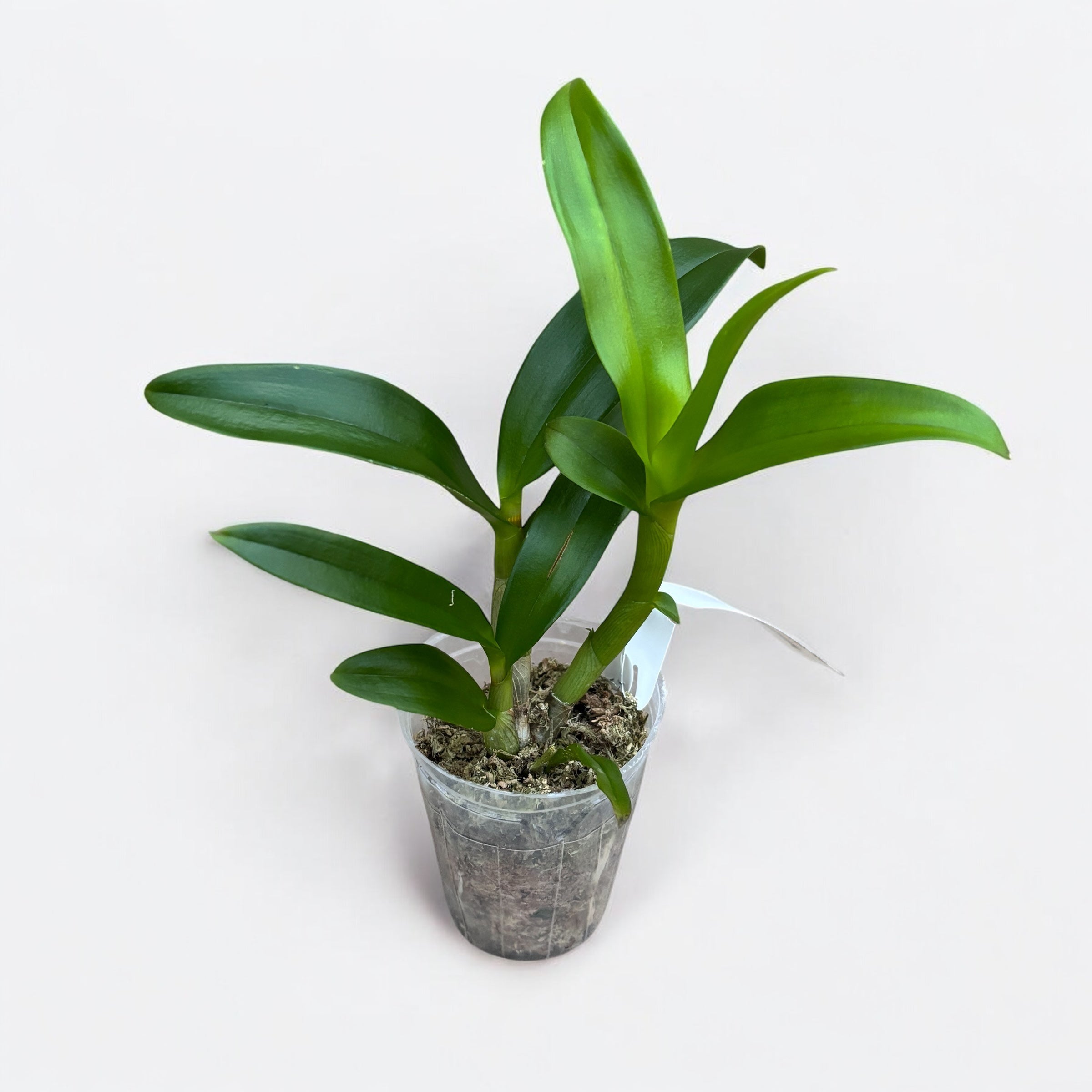 Dendrobium Thai Airwage Blue