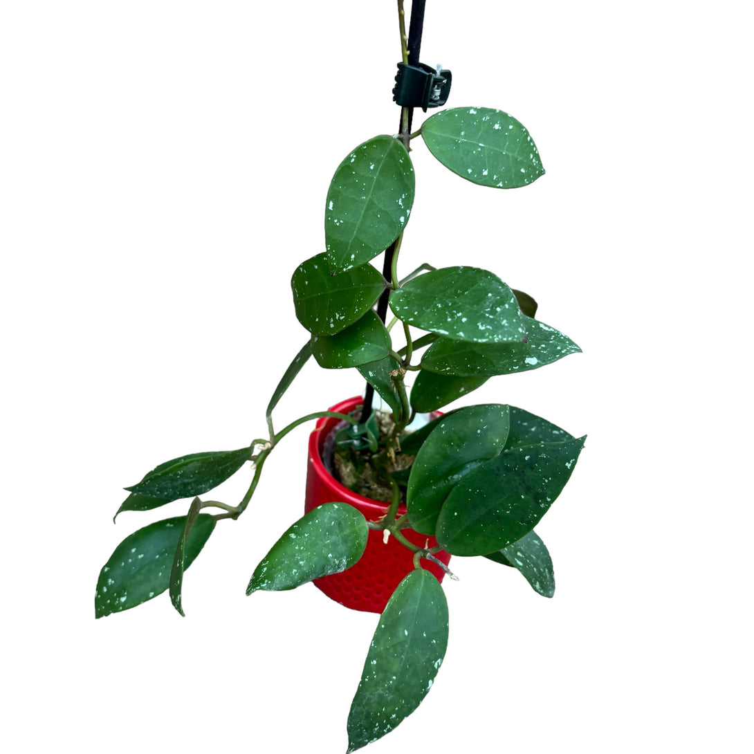 Hoya walliniana