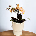 Phalaenopsis Scention - flori parfumate pelorice&normale (unicat)