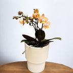 Phalaenopsis Scention - flori parfumate pelorice&normale (unicat)