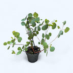 Eucalipt - Eucalyptus pauciflora ssp. debeuzevillei