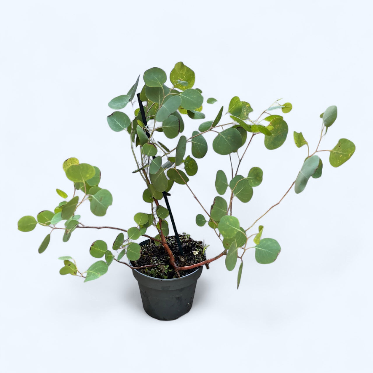 Eucalipt - Eucalyptus pauciflora ssp. debeuzevillei