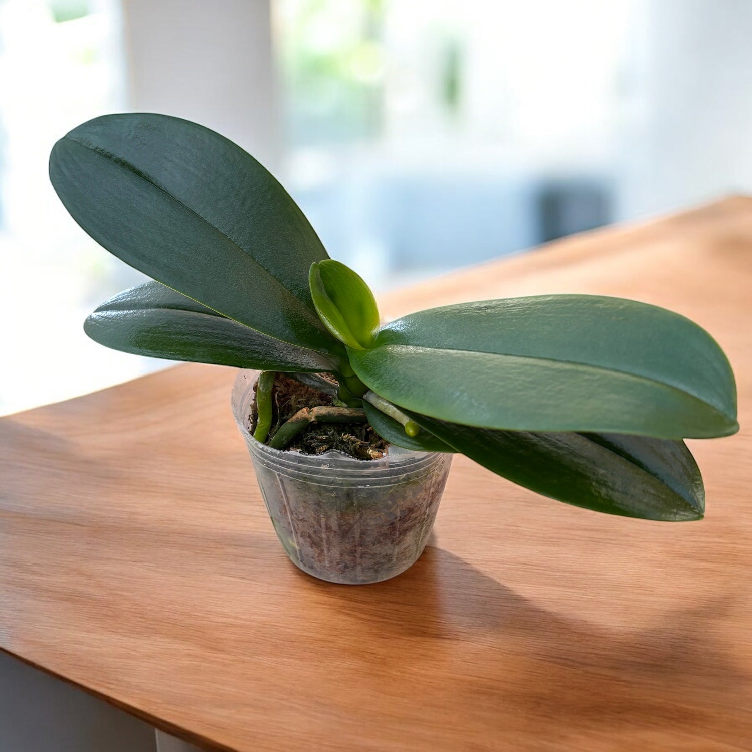 Phalaenopsis Yaphon Golden Leopard 'AN6609'