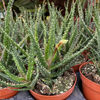 Aloe 'Jaco’