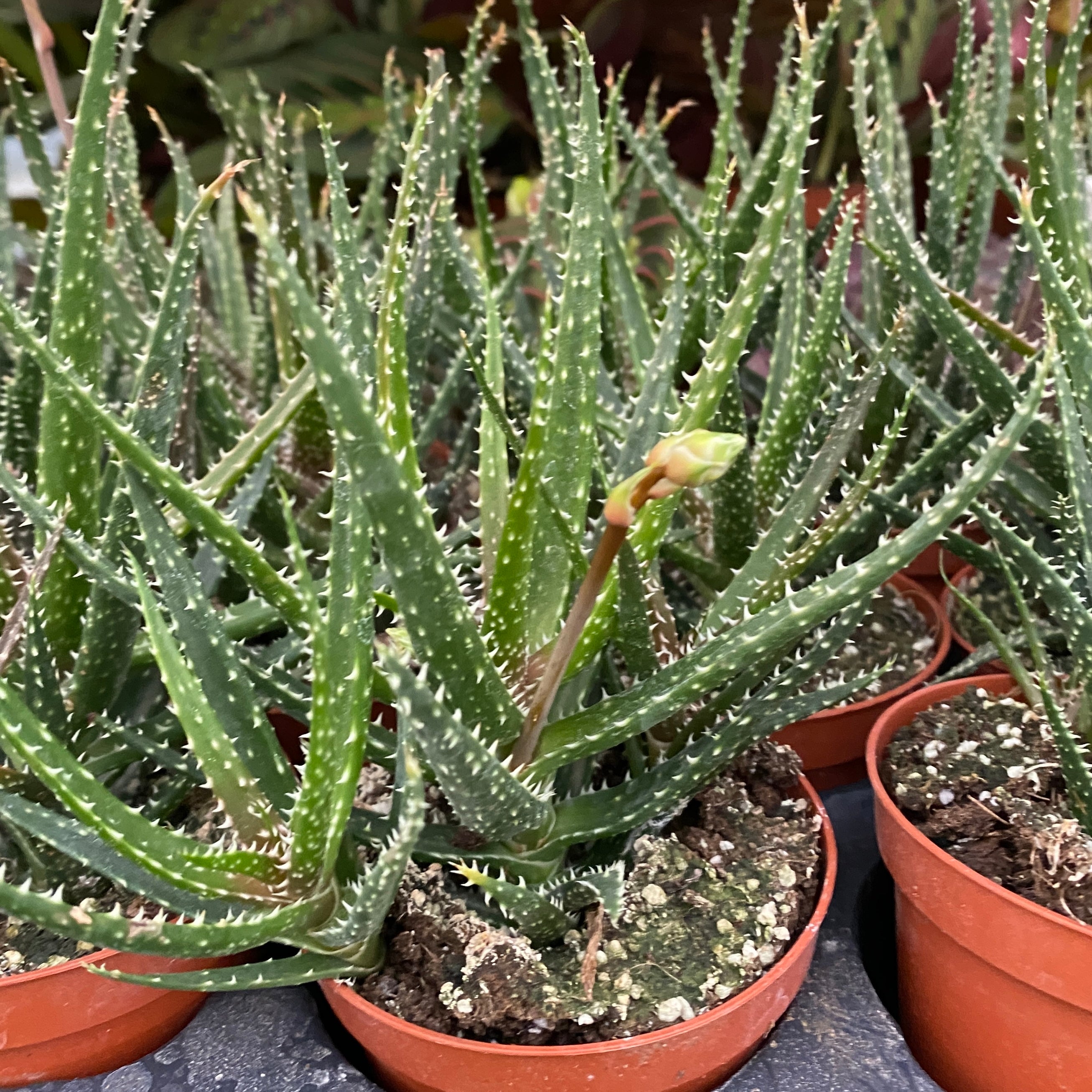 Aloe 'Jaco’
