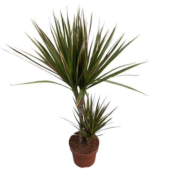 Dracaena Marginata Bicolor 2 stems H80 cm