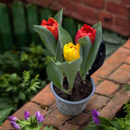 Bulbi de lalele cu flori duble bicolore in ghiveci - Tulipa Flaming Baby