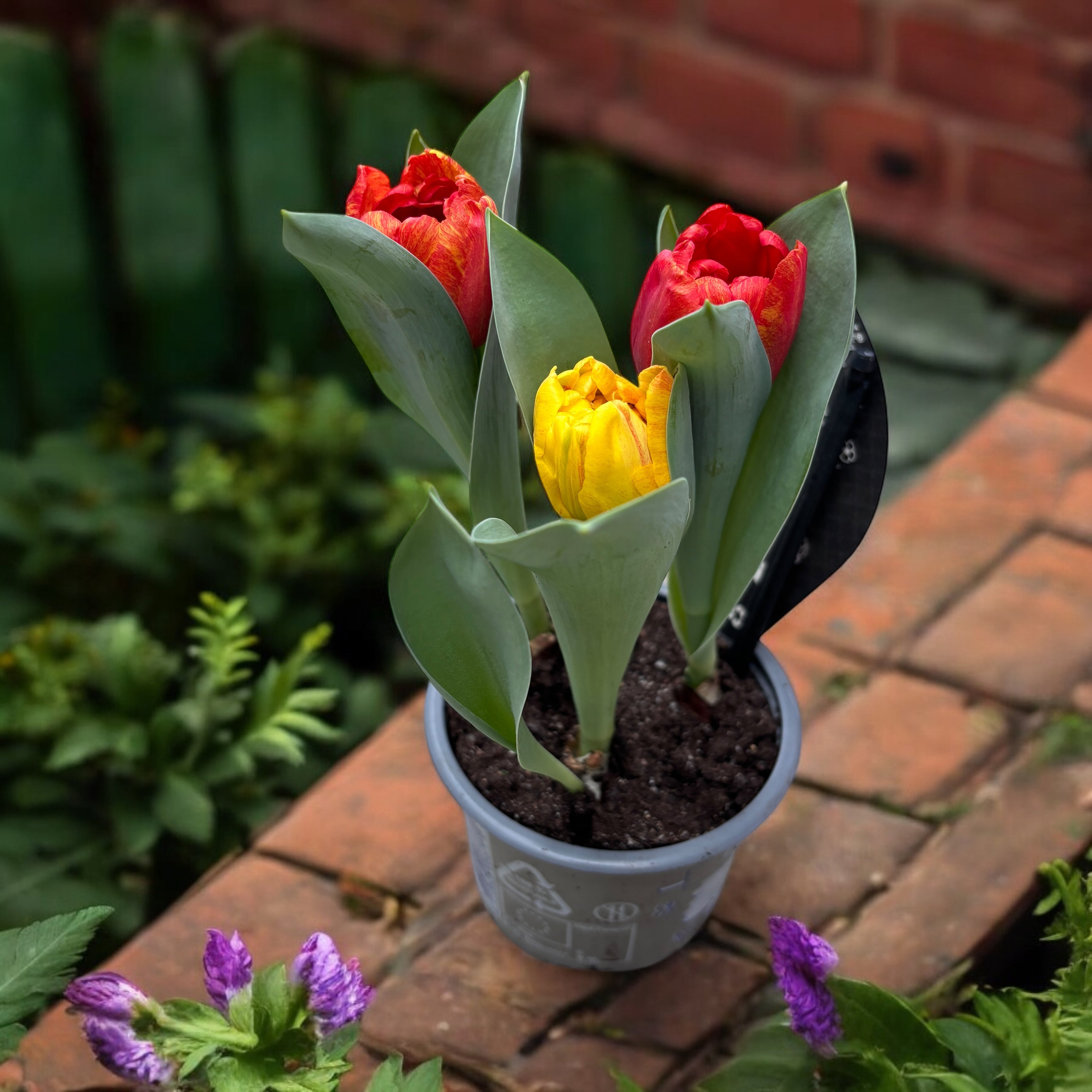 Bulbi de lalele cu flori duble bicolore in ghiveci - Tulipa Flaming Baby