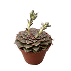 Graptopetalum bellum (Tacitus bellus)